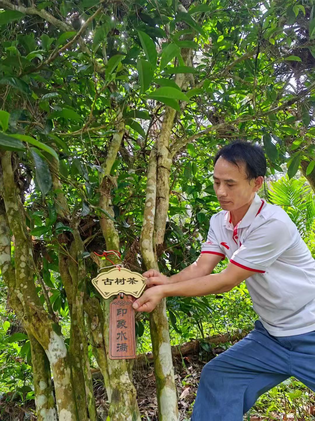 Alte Teebäume und großblättrige Teesorten in der Regenwald-Teeregion von Hainan