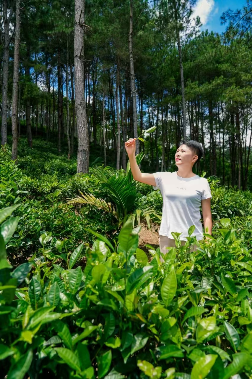 Teebäuerin in den Regenwaldbergen von Shuiman in Wuzhishan auf Hainan