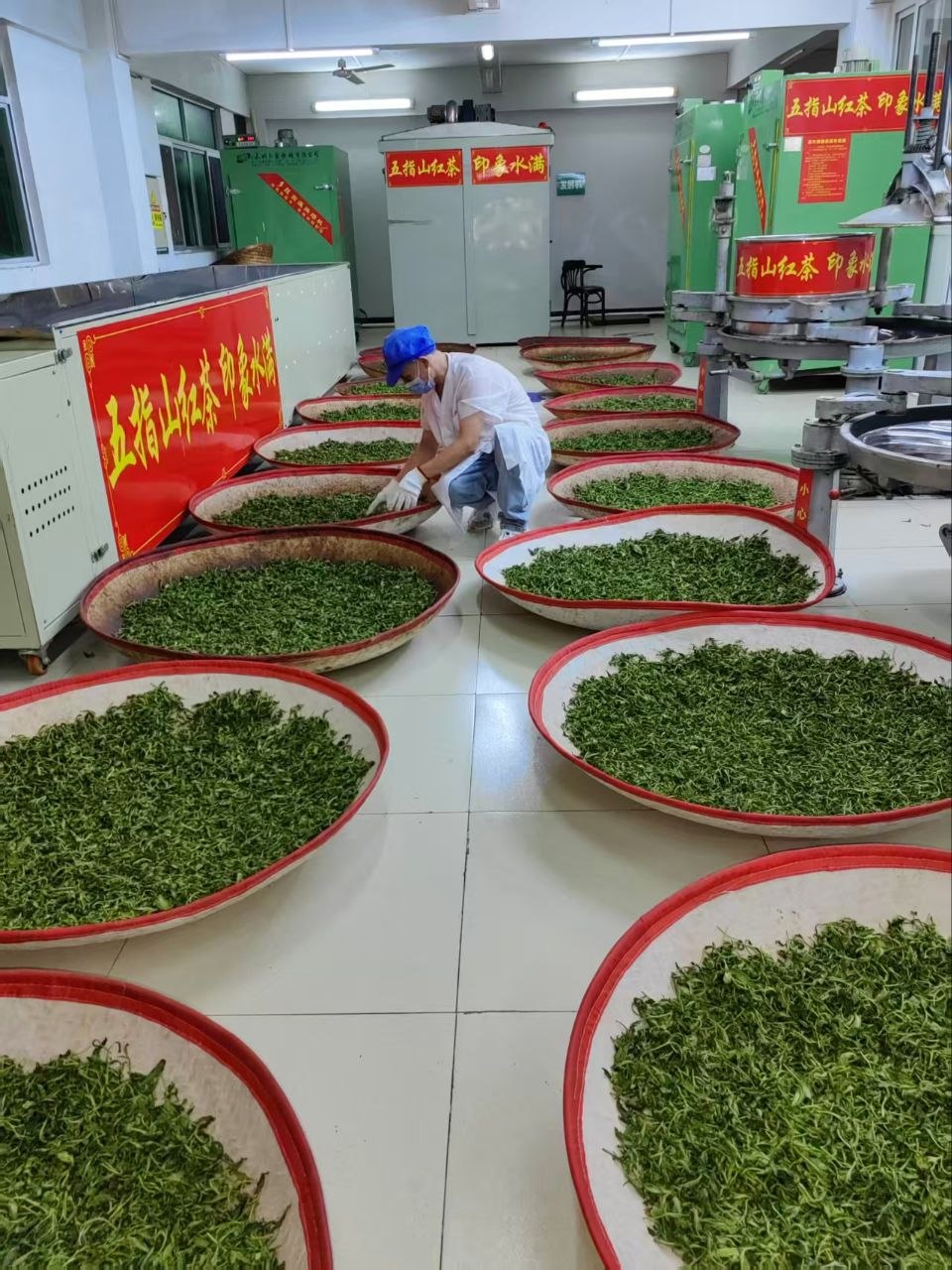 Teeverarbeitung und Produktion in Shuiman auf Hainan