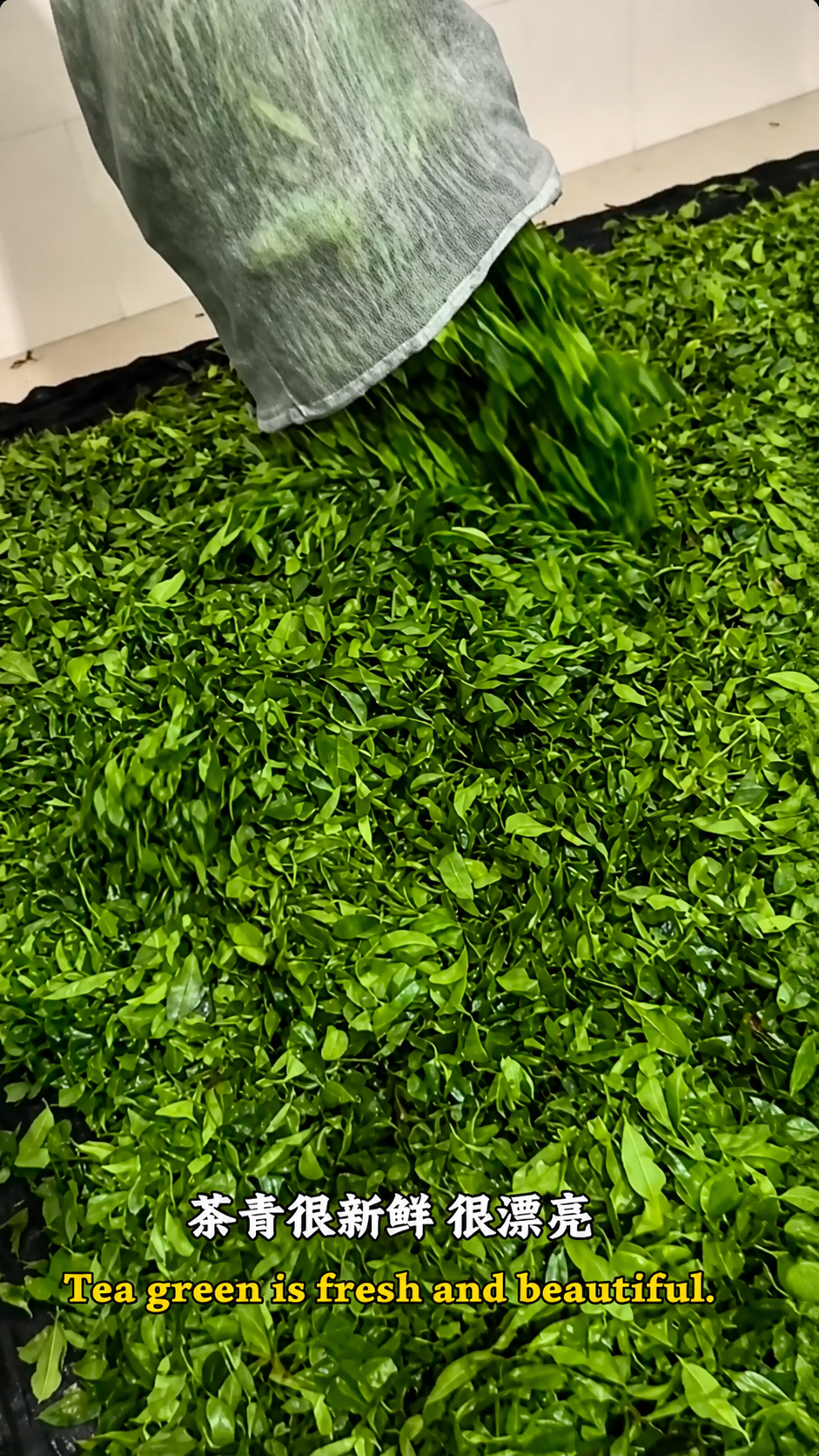 Frische Teeblätter aus den Bergen von Shuiman bis zum Teehaus