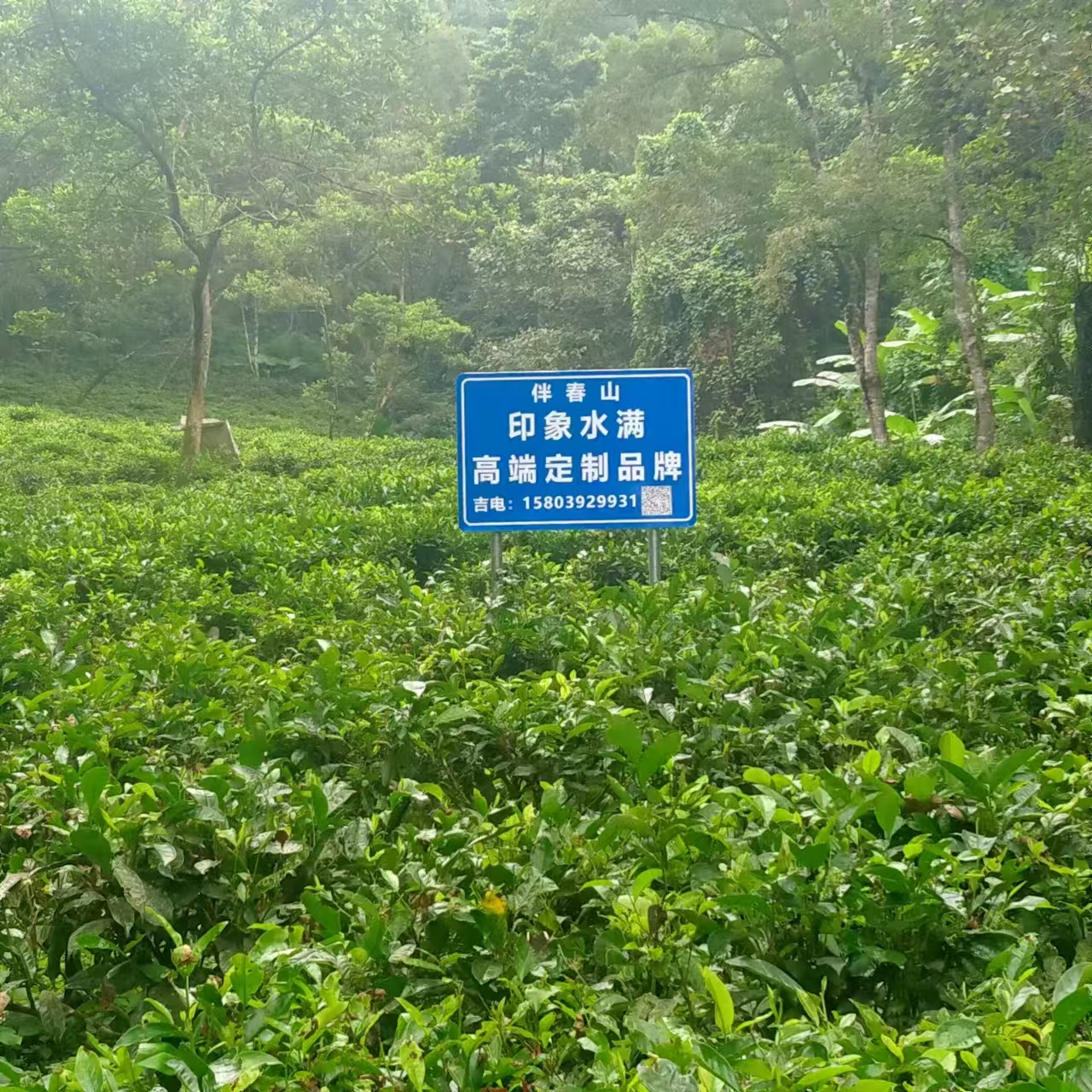 Teeplantage in den Regenwaldbergen von Wuzhishan auf Hainan